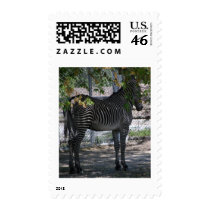 Zebra Love Postage