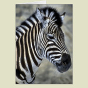Zebra Lovers Art Gifts