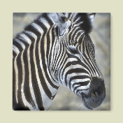 Zebra Lovers Art Gifts