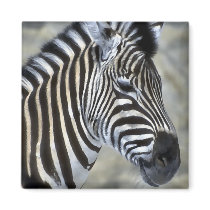 Zebra Lovers Art Gifts Fridge Magnets
