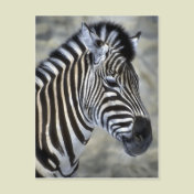 Zebra Lovers Art Gifts