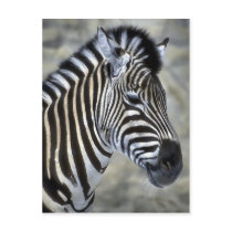 Zebra Lovers Art Gifts postcards by WildByDezign Zebra Lovers Art Gifts postcards