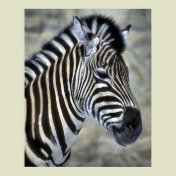 Zebra Lovers Art Gifts
