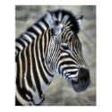 Zebra Lovers Art Gifts posters