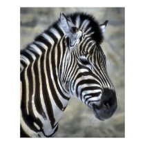 Zebra Lovers Art Gifts posters
