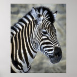 Zebra Lovers Art Gifts Poster