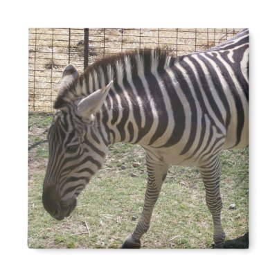 Zebra Magnet by sunsett76