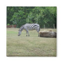 Zebra Magnet by Country1969 Zebra Magnet