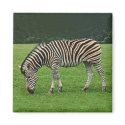 Zebra magnet