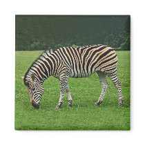 Zebra magnet