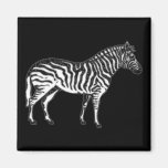 Zebra Magnet