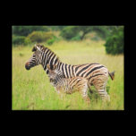 Zebra mom and baby canvas prints