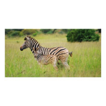 Mamã & bebê da zebra cartões de fotografias by laureenr Mamã & bebê da zebra cartões de fotografias