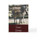 Zebra mother and baby - greeting card