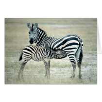 Zebra Mother and Feeding Foal Greeting Card