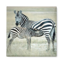 Zebra Mother and Feeding Foal magnets by alternateworlds Zebra Mother and Feeding Foal magnets