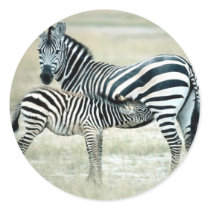 Zebra Mother and Feeding Foal stickers