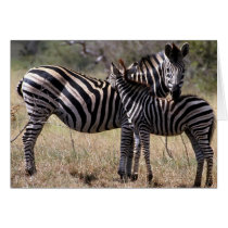 Zebra Mother and Foal Card