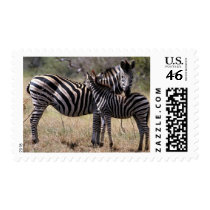 Zebra Mother and Foal Postage