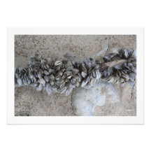 Zebra Mussels Invitations