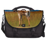 Zebra on the mountain computer bag