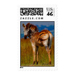 Zebra on the mountain postage