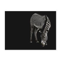 Zebra P4435 Postcard
