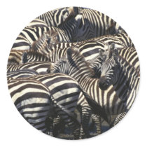 Zebra Pack Round Stickers