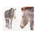 "Zebra Pair" Watercolor Wildlife Art postcards by PaulJacksonart "Zebra Pair" Watercolor Wildlife Art postcards