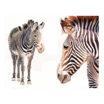 "Zebra Pair" Watercolor Wildlife Art posters