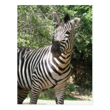 Zebra Photo Design Postcard