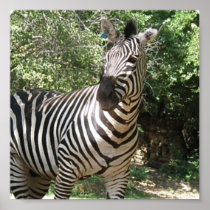 Zebra Photo Design Print