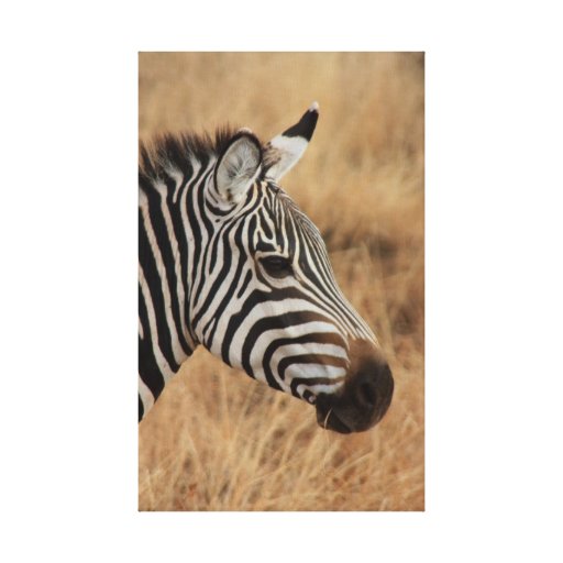 Zebra Photo Stretched Canvas Print