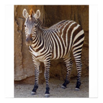 Zebra Picture posters