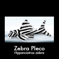 Zebra Pleco Kids Dark T-Shirt