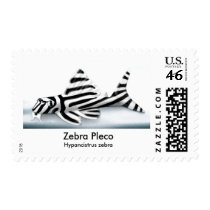 Zebra Pleco Postage