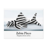 Zebra Pleco Postcard