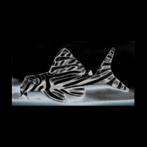 Zebra Pleco Scoop Neck