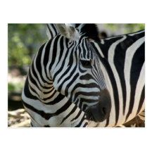 Zebra Pose Postcard