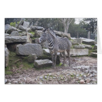 Zebra posing cards by joacreations Zebra posing cards