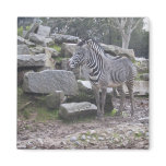 Zebra posing Zebra posing