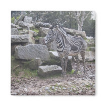 Zebra posing magnets by joacreations Zebra posing magnets