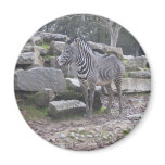Zebra posing Zebra posing