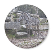 Zebra posing magnets by joacreations Zebra posing magnets