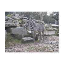 Zebra posing postcards