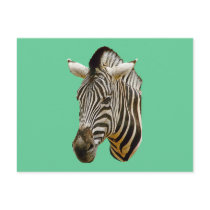 Zebra Post Card postcards