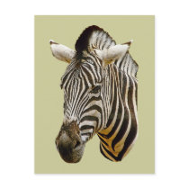 Zebra Post Card postcards