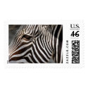 zebra postage by REDINARD zebra postage