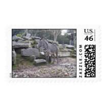 zebra postage by joacreations zebra postage