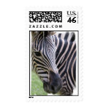 Zebra Postage Stamp